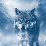 WolfInTheWinterCold