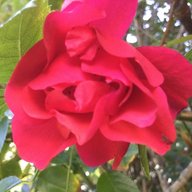Rose1234