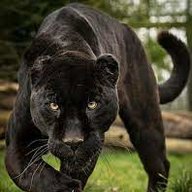 panthera123