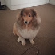 Sadiedog