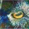 Goatseye