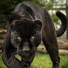 panthera123