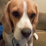 dogface