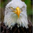 One-Eyed Eagle