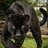 panthera123
