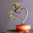 Bonsai Samurai