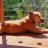 mydogtyson