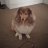 Sadiedog