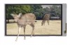 Sharp 3D LCD glass-less TV