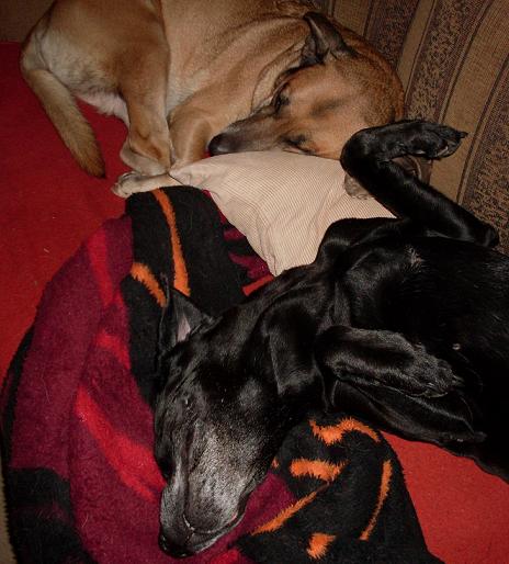 Dogs_Life_2.JPG