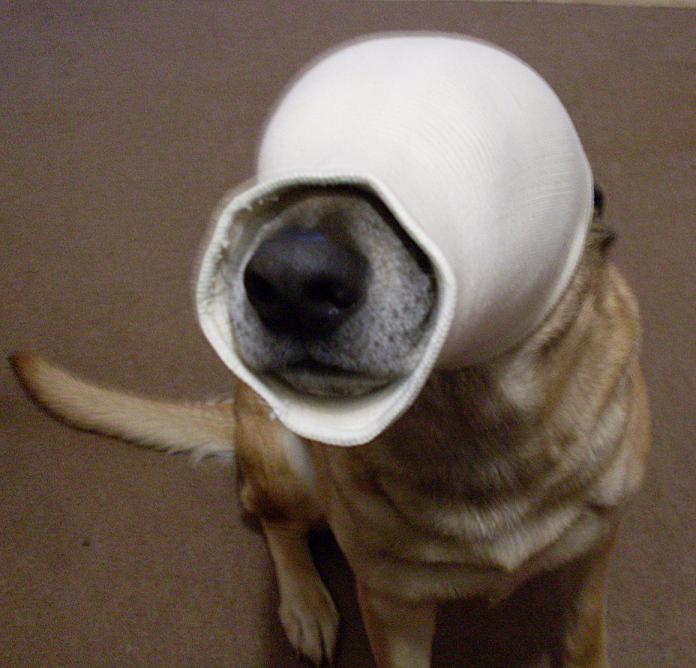 Funneh_Dog.JPG