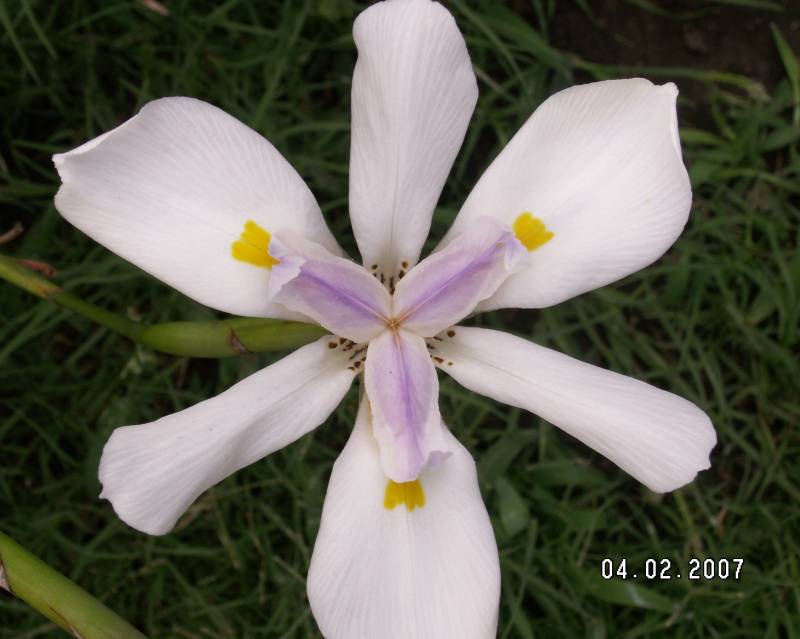 PICT0295.JPG
