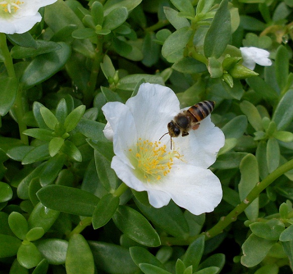 Pollen_Collection2.JPG