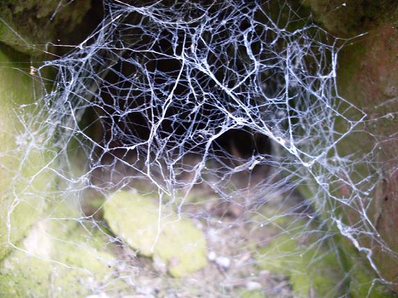 Spiderweb.JPG