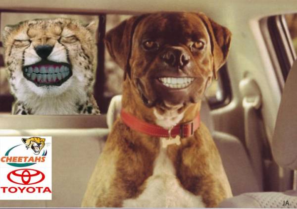 Cheetahssss.jpg