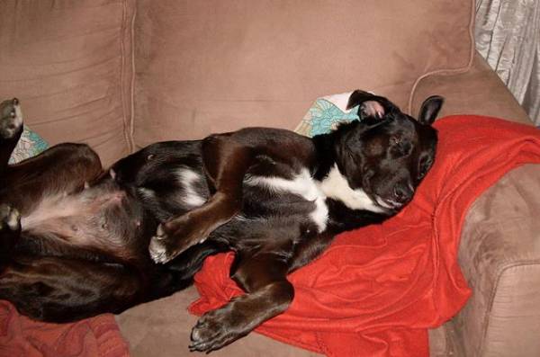 Dogs_Life.JPG