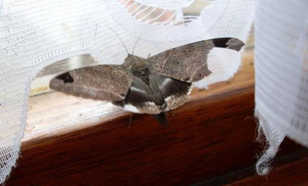 Moth_Escape.JPG