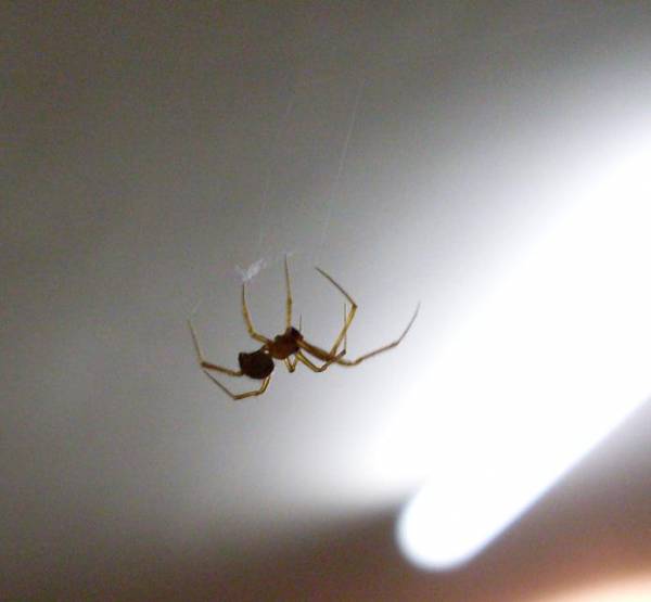 Spider2.JPG