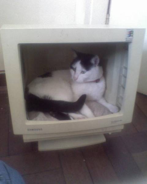 cat22.JPG