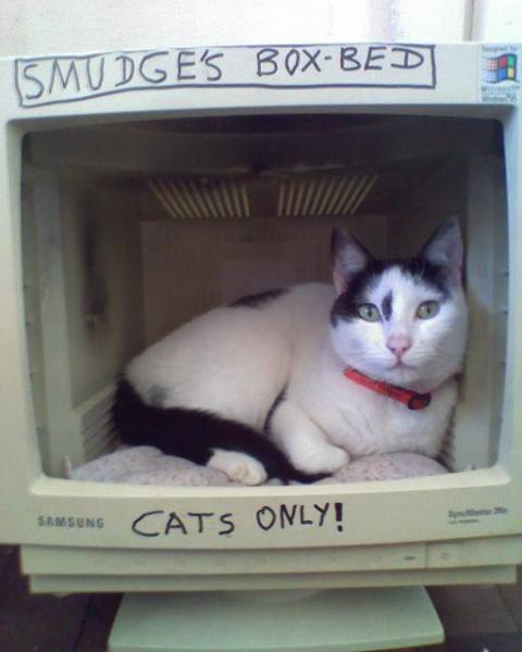 cat_3.JPG
