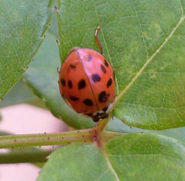 ladybug1.jpg