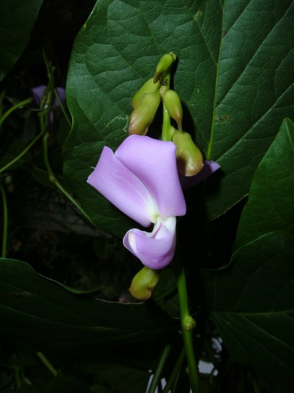 chilli_s_002_50_.JPG